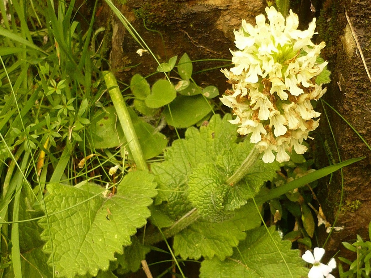 Betonica alopecuros (Lamiaceae)